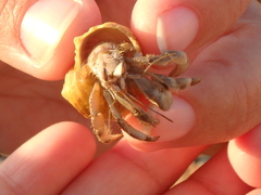 Coenobita scaevola