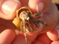 Coenobita scaevola