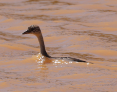 Poliocephalus poliocephalus