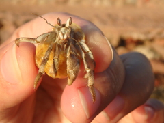 Coenobita scaevola