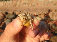 Coenobita scaevola