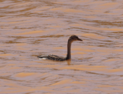 Poliocephalus poliocephalus