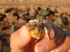 Coenobita scaevola