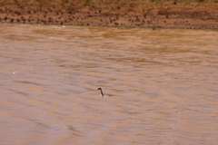 Poliocephalus poliocephalus