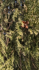 Platycladus orientalis