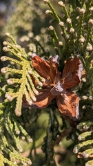 Platycladus orientalis