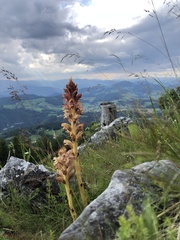 Orobanche caryophyllacea