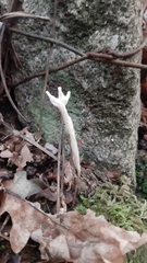 Clavulina rugosa
