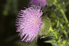 Cirsium ukranicum