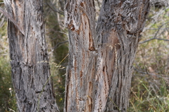 Eucalyptus arenacea
