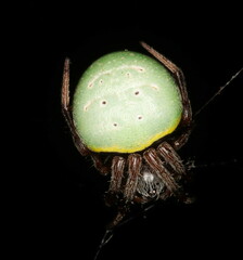 Araneus apricus