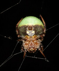 Araneus apricus