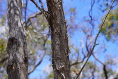 Eucalyptus arenacea