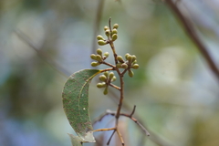 Eucalyptus arenacea