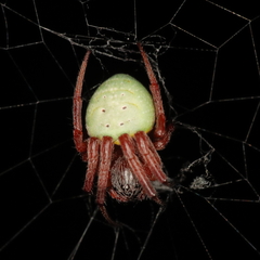 Araneus apricus