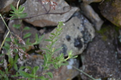 Silene gallica