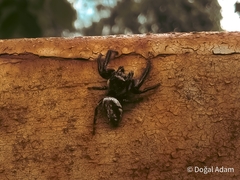 Macaroeris nidicolens