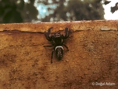 Macaroeris nidicolens