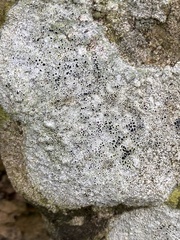 Lecanora campestris