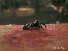 Macaroeris nidicolens