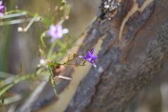 Thysanotus patersonii