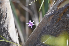 Thysanotus patersonii