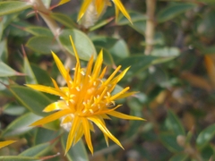 Chuquiraga avellanedae