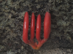 Trichoderma cornu-damae