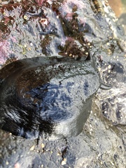Scutus antipodes
