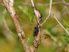 Septobasidium clelandii