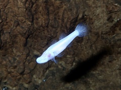 Blind Gudgeon photo 1