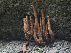 Trichoderma cornu-damae