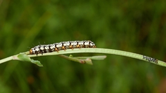 Phalaenoides tristifica