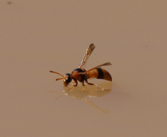 Delta bicinctum