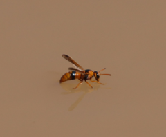 Delta bicinctum