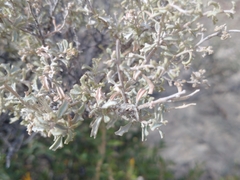 Atriplex lampa