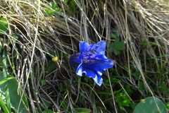 Gentiana clusii