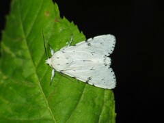 Acronicta leporina