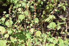 Triumfetta rhomboidea