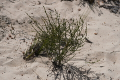 Cyanothamnus coerulescens