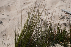 Lepidobolus drapetocoleus