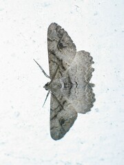Alcis deversata