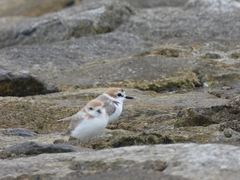Charadrius dealbatus