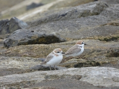 Charadrius dealbatus