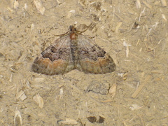 Xanthorhoe quadrifasiata