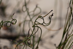 Lepidobolus drapetocoleus