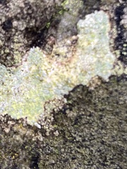 Trapelia placodioides