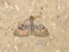 Xanthorhoe quadrifasiata