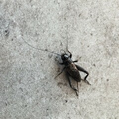 Teleogryllus commodus