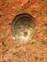 Patella caerulea